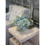 Hydrangea And Eucalyptus Arrangement