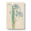Butterfly Iris Flowers by Pierre-Joseph Redoute - Wrapped Canvas-55361951