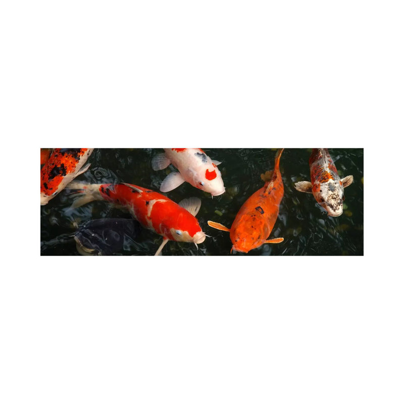 Koi Carp In Japan - Wrapped Canvas Panoramic Print, 30.48 cm H x 91.44 cm W x 1.91 cm D