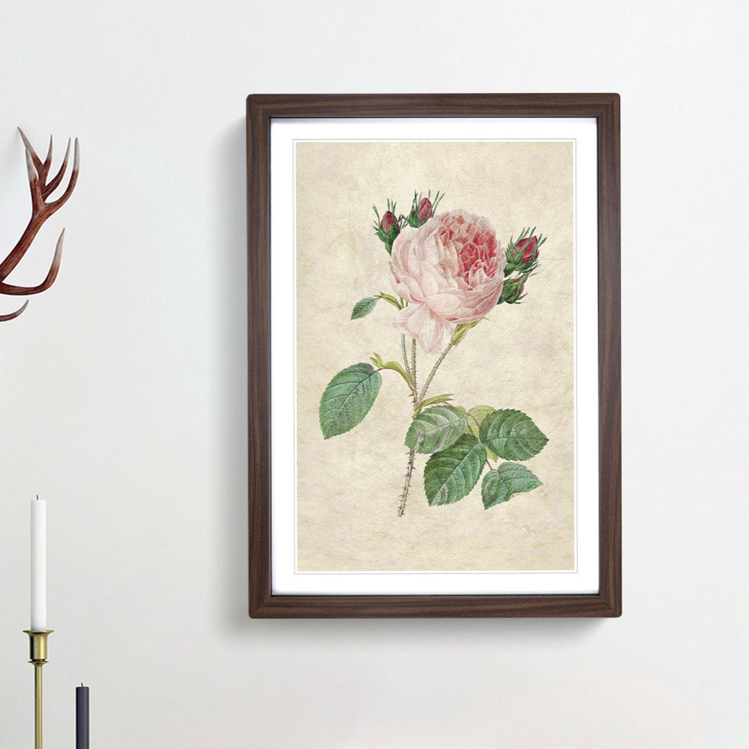 Cabbage Rose by Pierre-Joseph Redoute - Framed Print