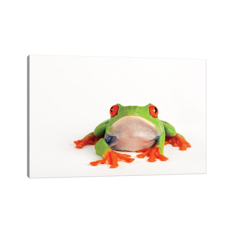 A Red Eyed Tree Frog From A Private Collection by Joel Sartore - Gallery-Wrapped Canvas Giclée on Canvas, Canvas