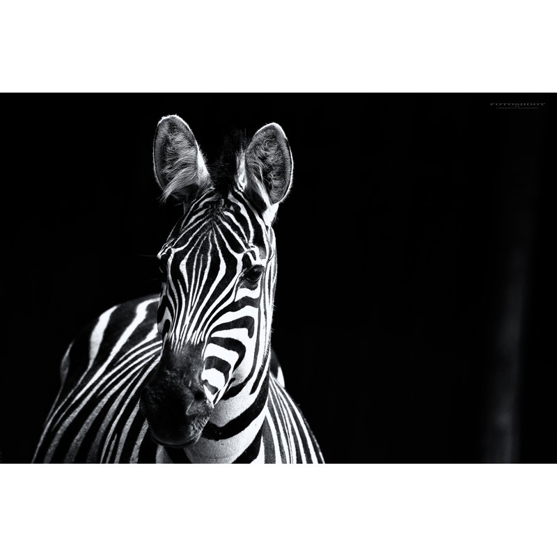 Zèbre - Photographie sur toile tendue, H 20 po x l 30 po x P 1,25 po