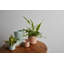 Ceramic Planter-1029774466-1029774467