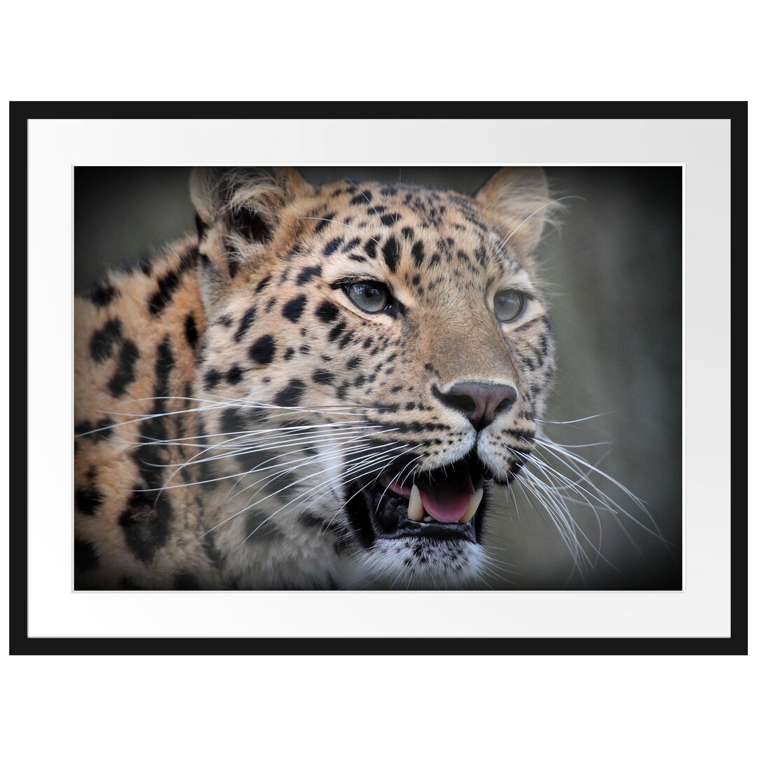 Gerahmtes Poster Ausgewachsener Leopard