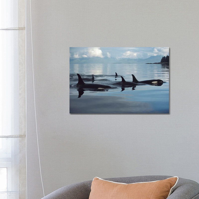 Orca Group, Johnstone Strait, British Columbia, Canada by Flip Nicklin - Wrapped Canvas Print
