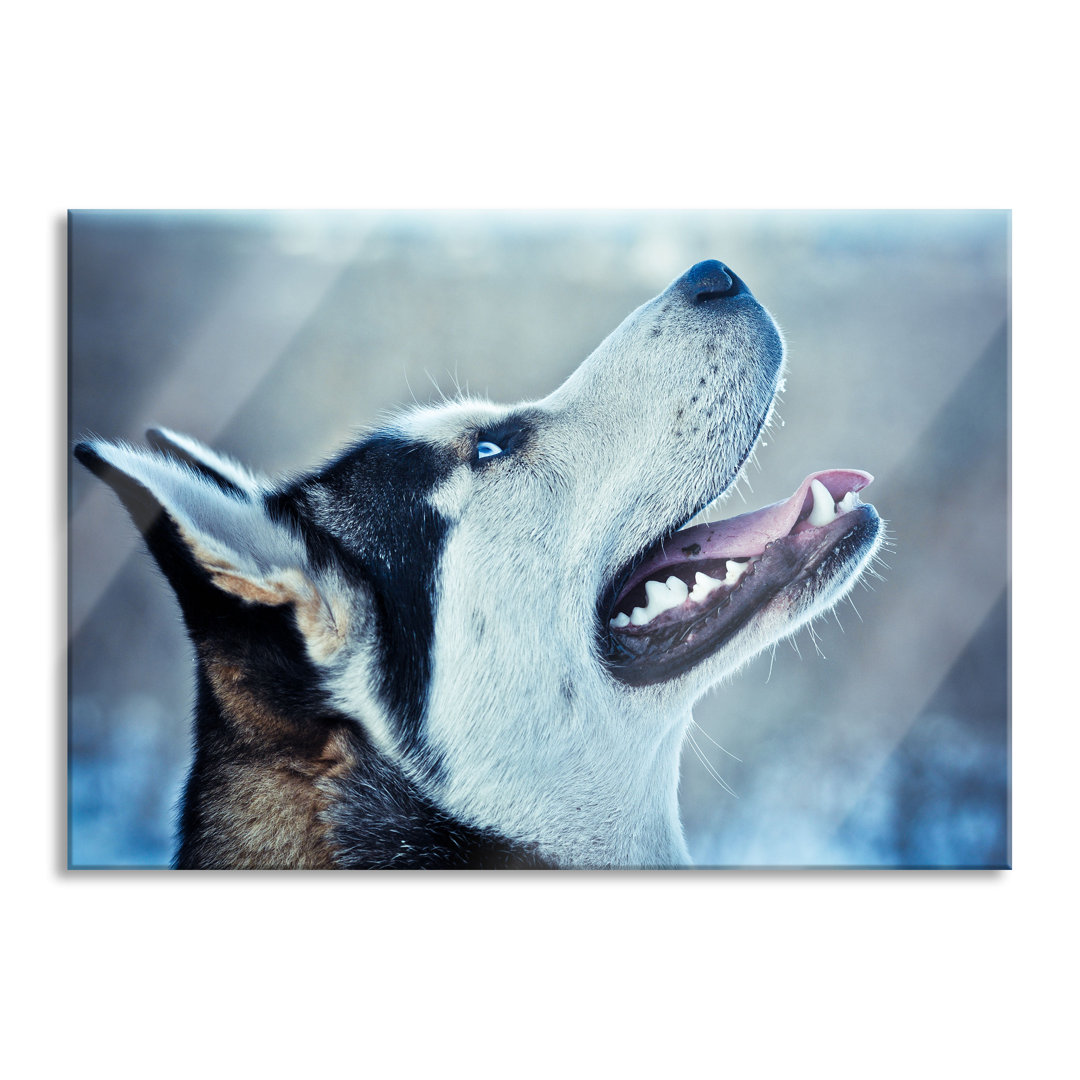 Glasbild Husky von der Seite