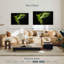 Perruche Brampt Alexandrine-107833815