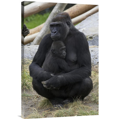 " Western Lowland Gorilla Mother And Baby, Native To Africa "