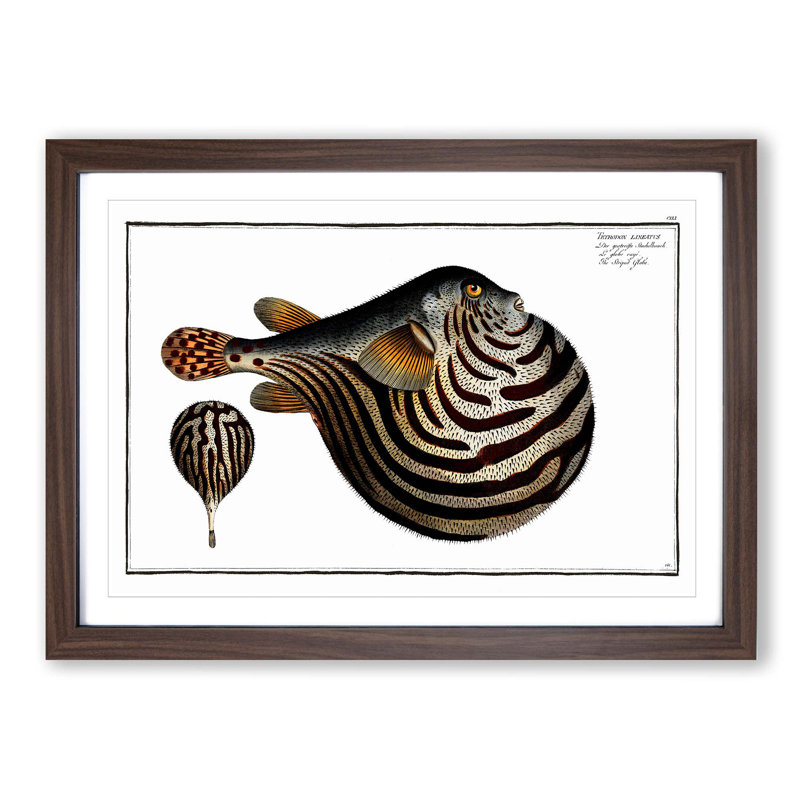 Striped Pufferfish by M.E. Bloch - Picture Frame Painting Print, 36cm H x 48cm W x 2cm D, Walnut Framed