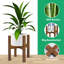 Caez Plant Stand