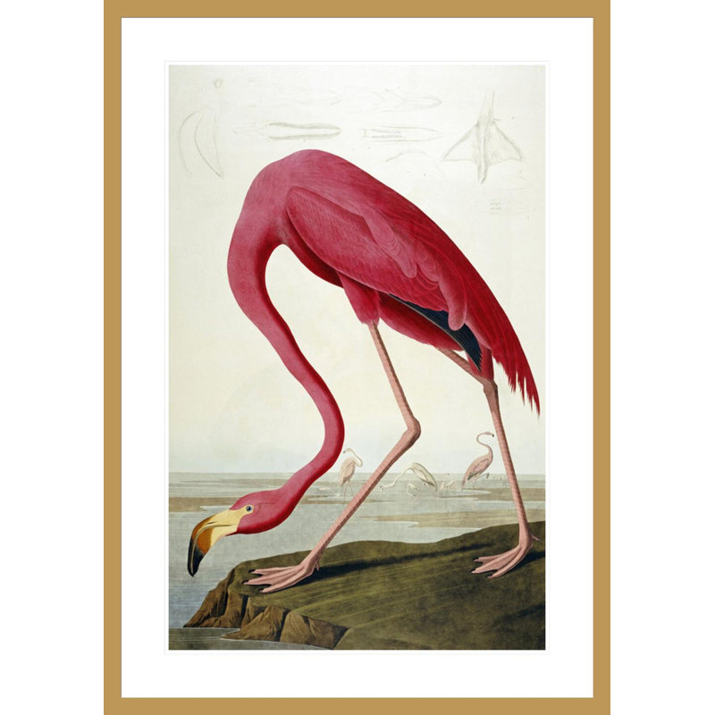 «American Flamingo» par John James Audubon, impression giclée sur cadre, H 41,5 po x l 29,4 po