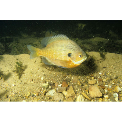 Bluegill 601 1 Piece Wrapped Canvas Wall Art