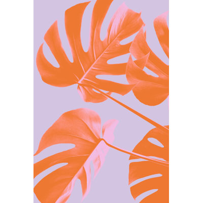 Monstera 04