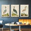Heron Portrait I, ensemble de 3 toiles encadrées-97792279-97792276