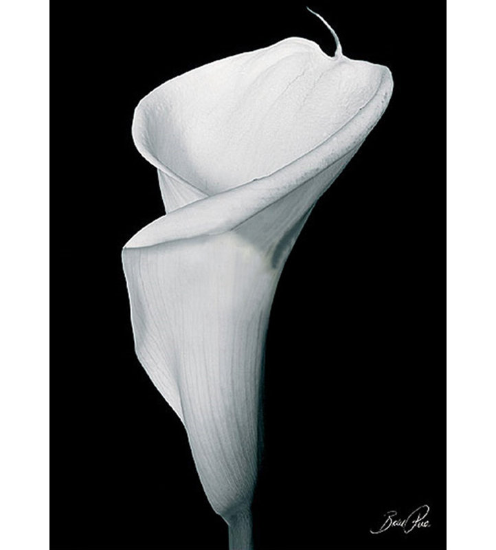 Arum Lily III