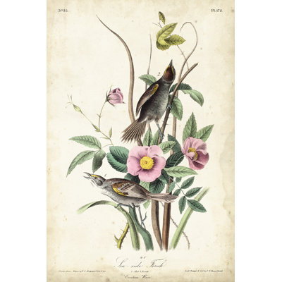 " Seaside Finch " by James Audubon