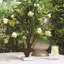 Hamish Glass-Clear Seeded-Tall