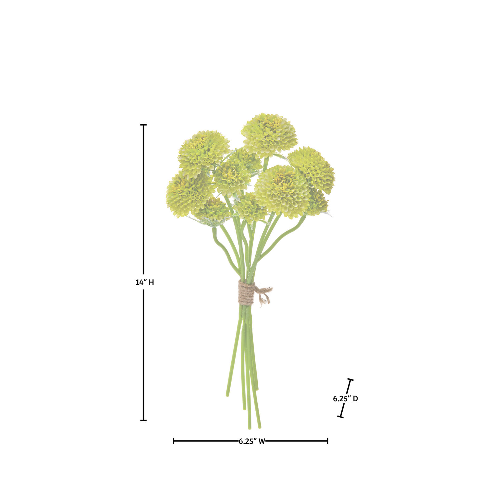Scabiosa Floral Stems, Green