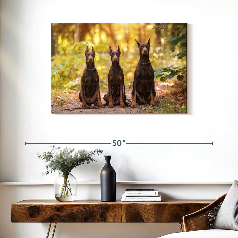 Doberman pinschers, H 24 po x l 36 po
