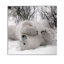 «Hudson Bay Bear», photographie-329774925-329774931