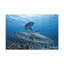 Requin tigre chassant un requin tigre à la chasse, reproduction d'art mural-634701678