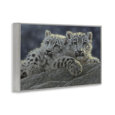 Snow Leopard Cuddle Framed Giclee, design by Collin Bogle