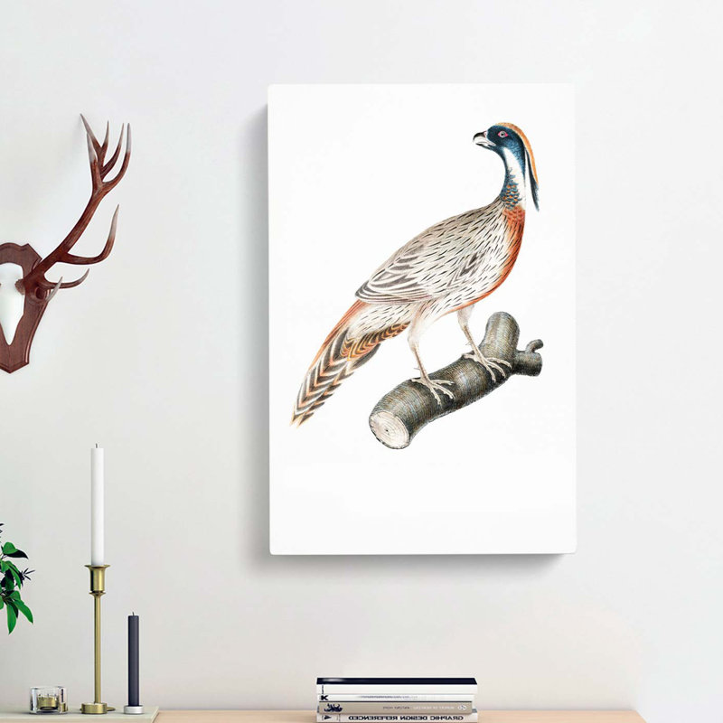Pucras Pheasant Illustration by John Edward Gray - Wrapped Canvas Print, 50cm H x 35cm W x 3cm D