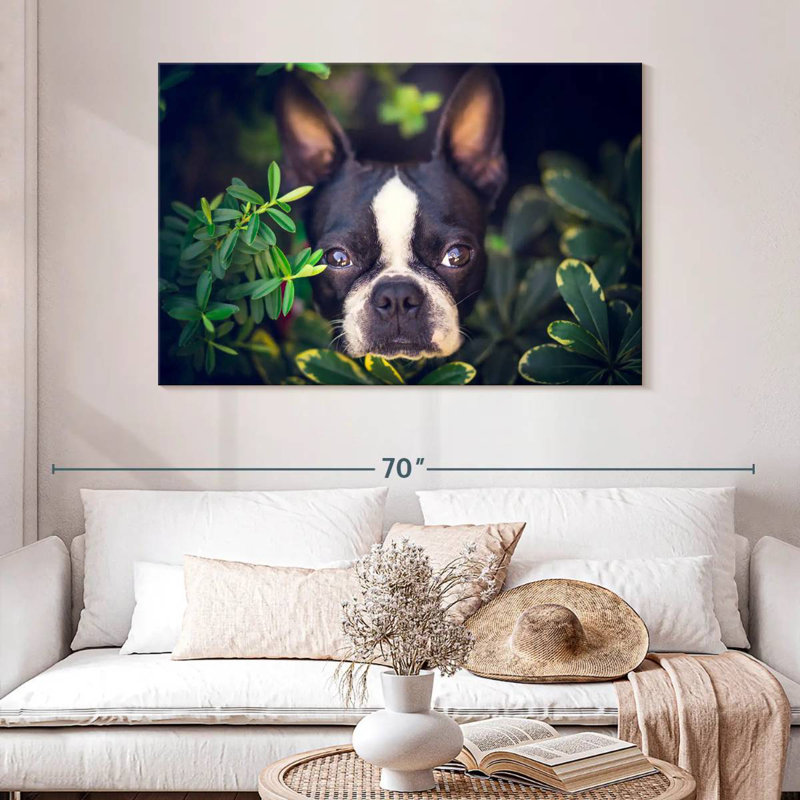 Brampt Boston Terrier Hiding, 32" H x 48" W