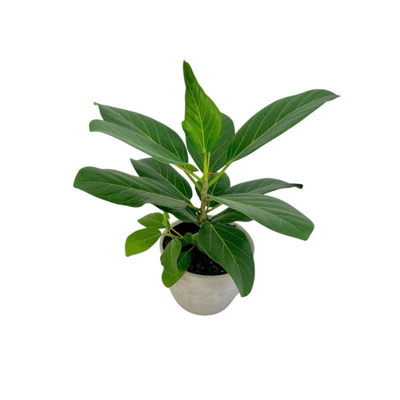 Ficus Audrey