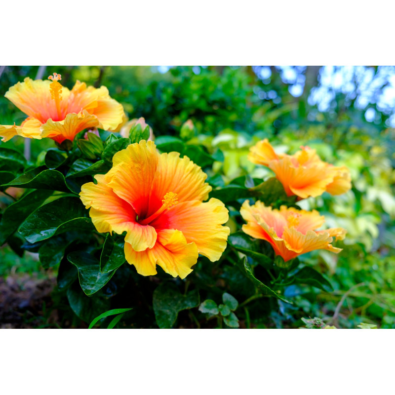 Colorful Hawaiian Hibiscus In The Garden by Danielvfung - Wrapped Canvas Print, 61cm H x 91cm W x 3.8cm D