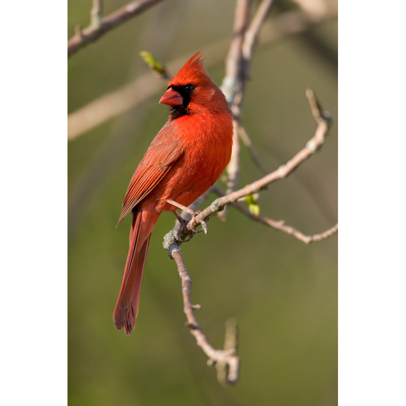 Northern Cardinal - Wrapped Canvas Print, 46cm H x 30cm W x 3.8cm D