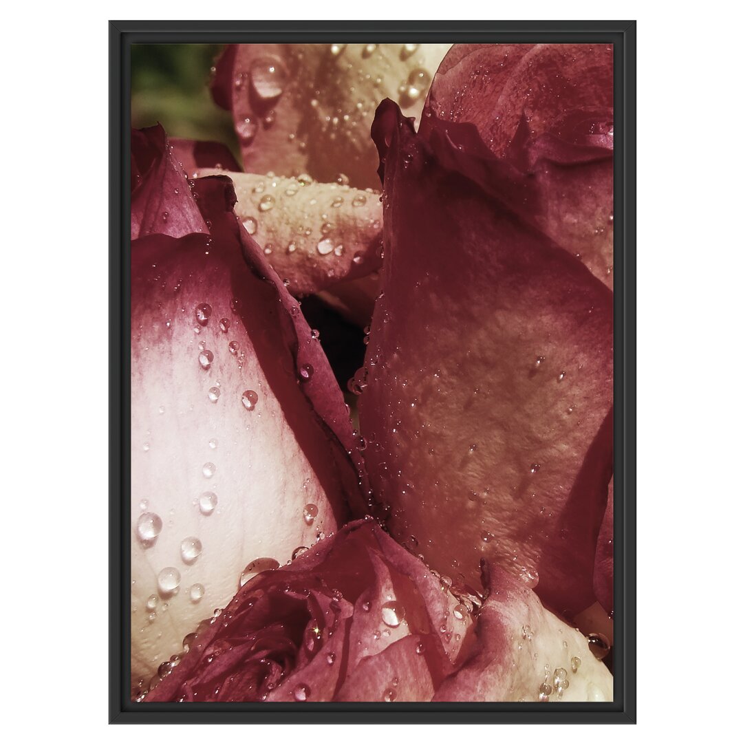 Gerahmtes Wandbild Wassertropfen auf Rosenblüten