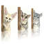 Animaux, fennec, renard à sucre, planeur Chinchilla, ensemble de 3 reproductions d'art sur toile-1247439398