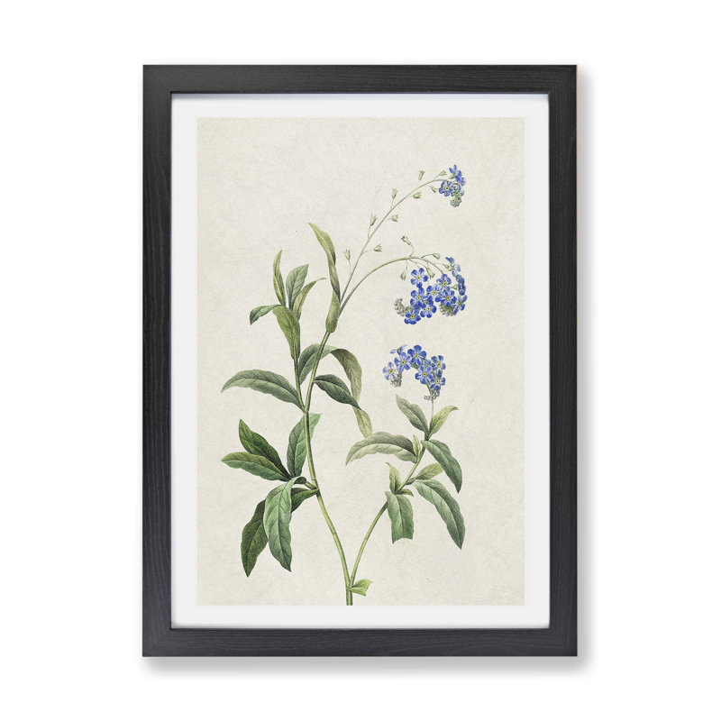 Water Forget-Me-Not Flowers - Framed Print, 33cm H x 45cm W x 2cm D, Black