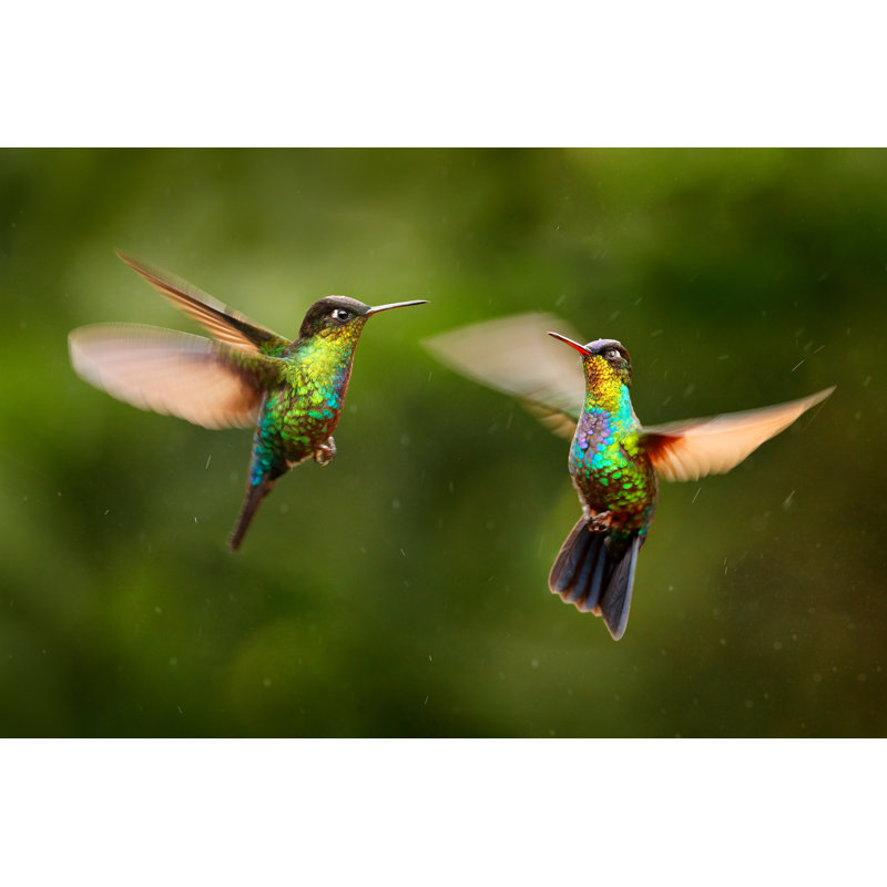 Fiery-Throated Hummingbird - Photographie sur toile tendue, H 8 po x l 12 po
