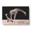 Two Giraffes - Wrapped Canvas-56644501