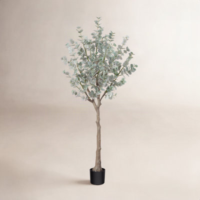 Adcock Eucalyptus Tree in Pot