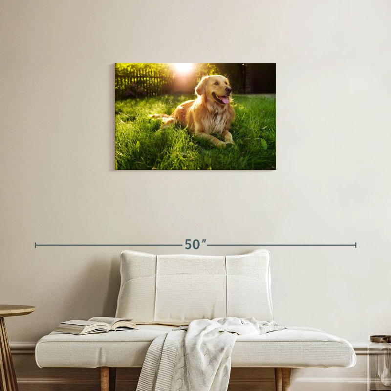 Golden retriever Brampt ensoleillé, H 20 po x l 30 po