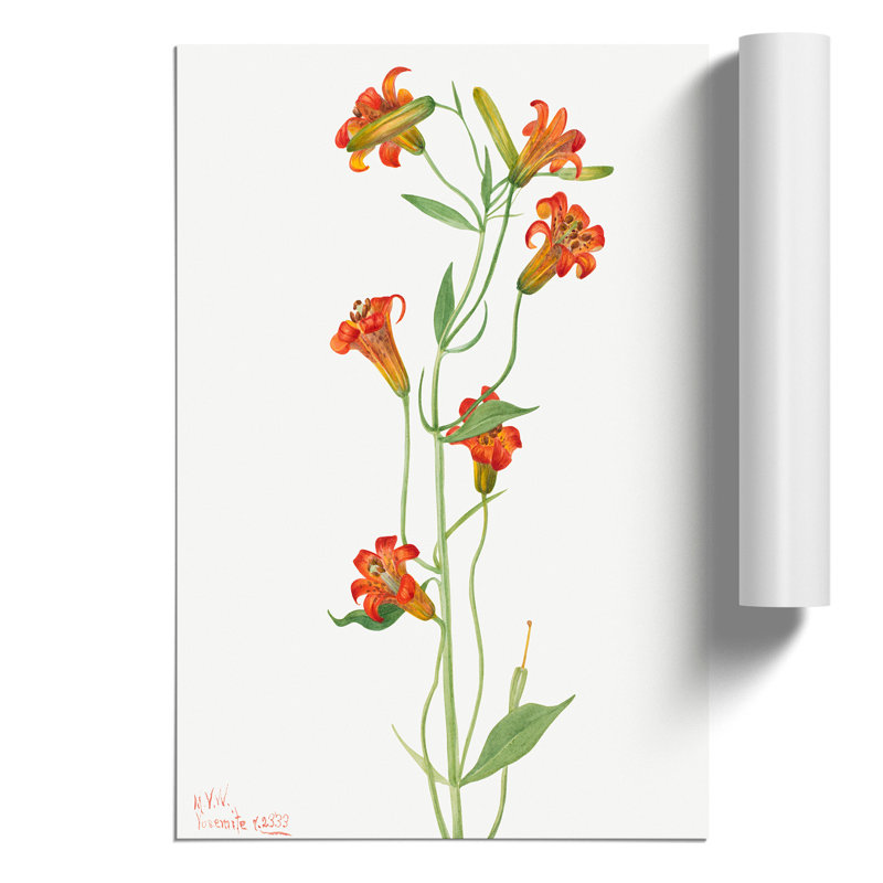 Small Tiger Lily by Mary Vaux Walcott - Frameless Print, 30cm H x 21cm W x 0.1cm D