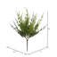 Monterey Cypress Bush