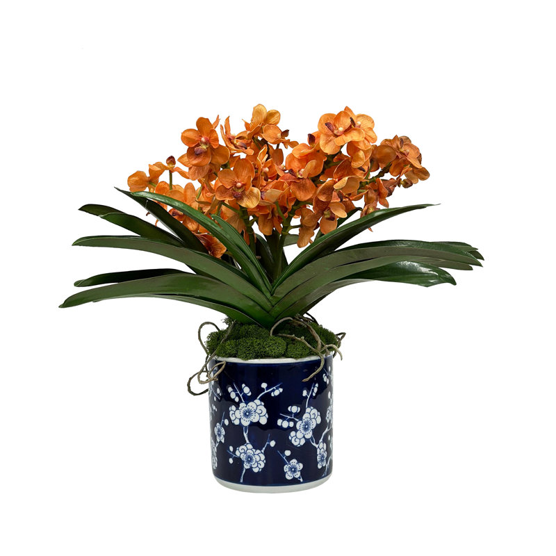 VANDA ORCHID IN BLOSSOM POT