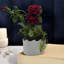Nekayla Hydrangea Arrangement in Vase