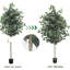 72 plantes