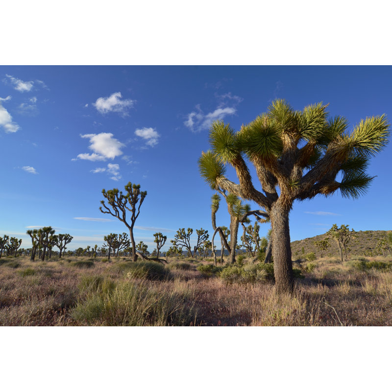 Radegund Radegund Joshua Tree National Park - Wrapped Canvas Print, 30cm H x 46cm W x 3.8cm D