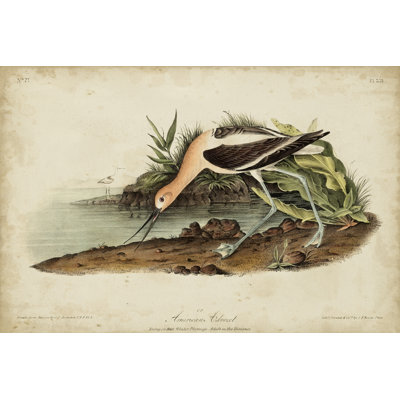 American Advocet by John Audubon - Painting