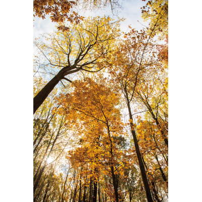 Towering Trees II - Wrapped Canvas Painting