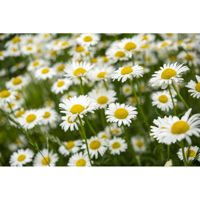Marguerite par Aimintang, H 24 po x l 36 po