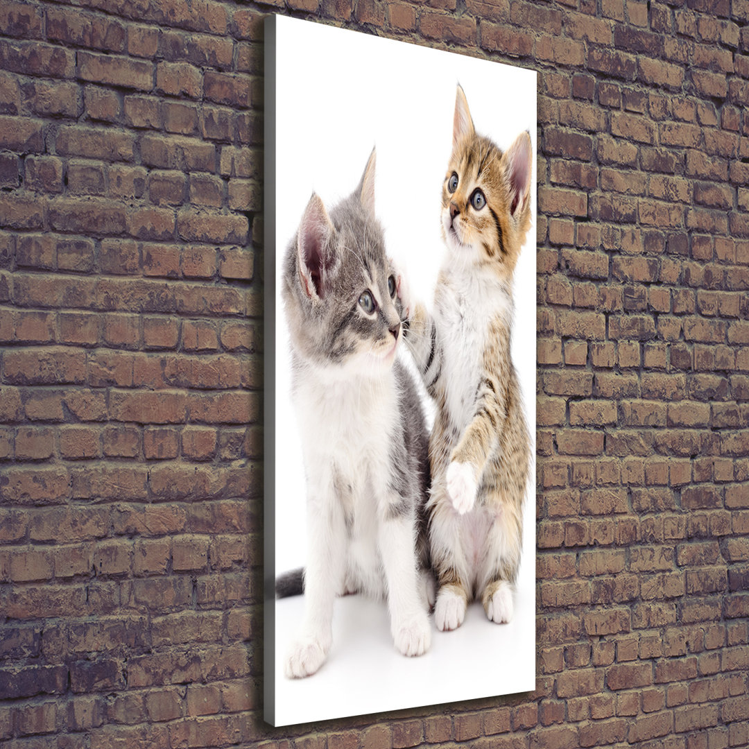 Zwei kleine Katzen - Kunstdrucke auf Leinwand - Wrapped Canvas