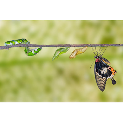 Life Cycle Of Great Mormon Butterfly by Mathisa_s - Wrapped Canvas Print