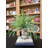 Feather Fern Arrangement with Shells